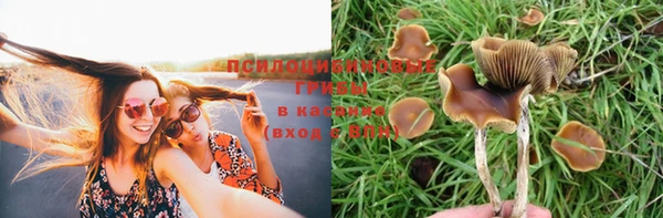 сатива Заводоуковск