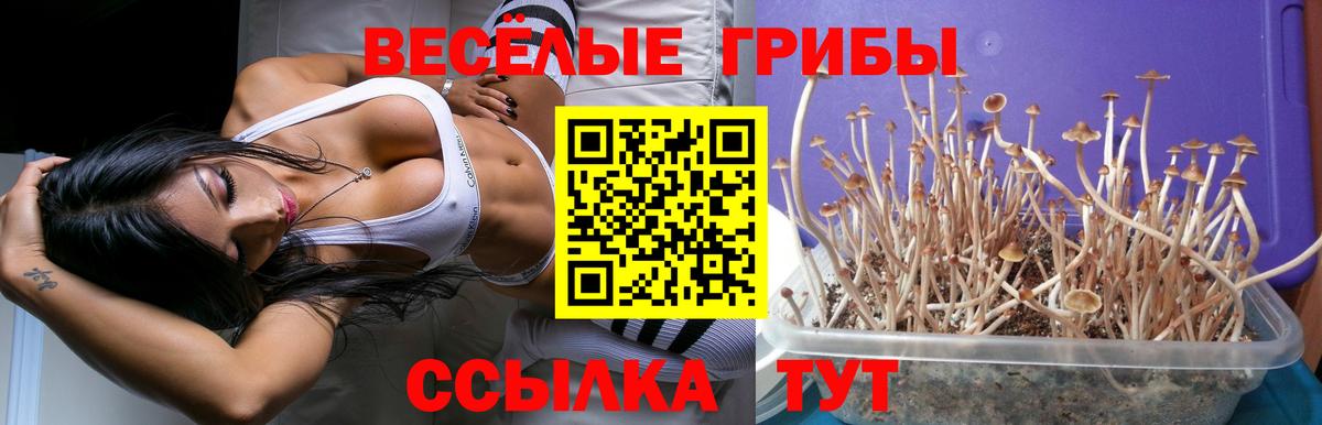Псилоцибиновые грибы MAGIC MUSHROOMS Камышлов